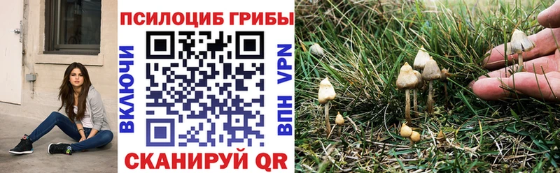 купить   Слюдянка  OMG как зайти  Галлюциногенные грибы GOLDEN TEACHER 
